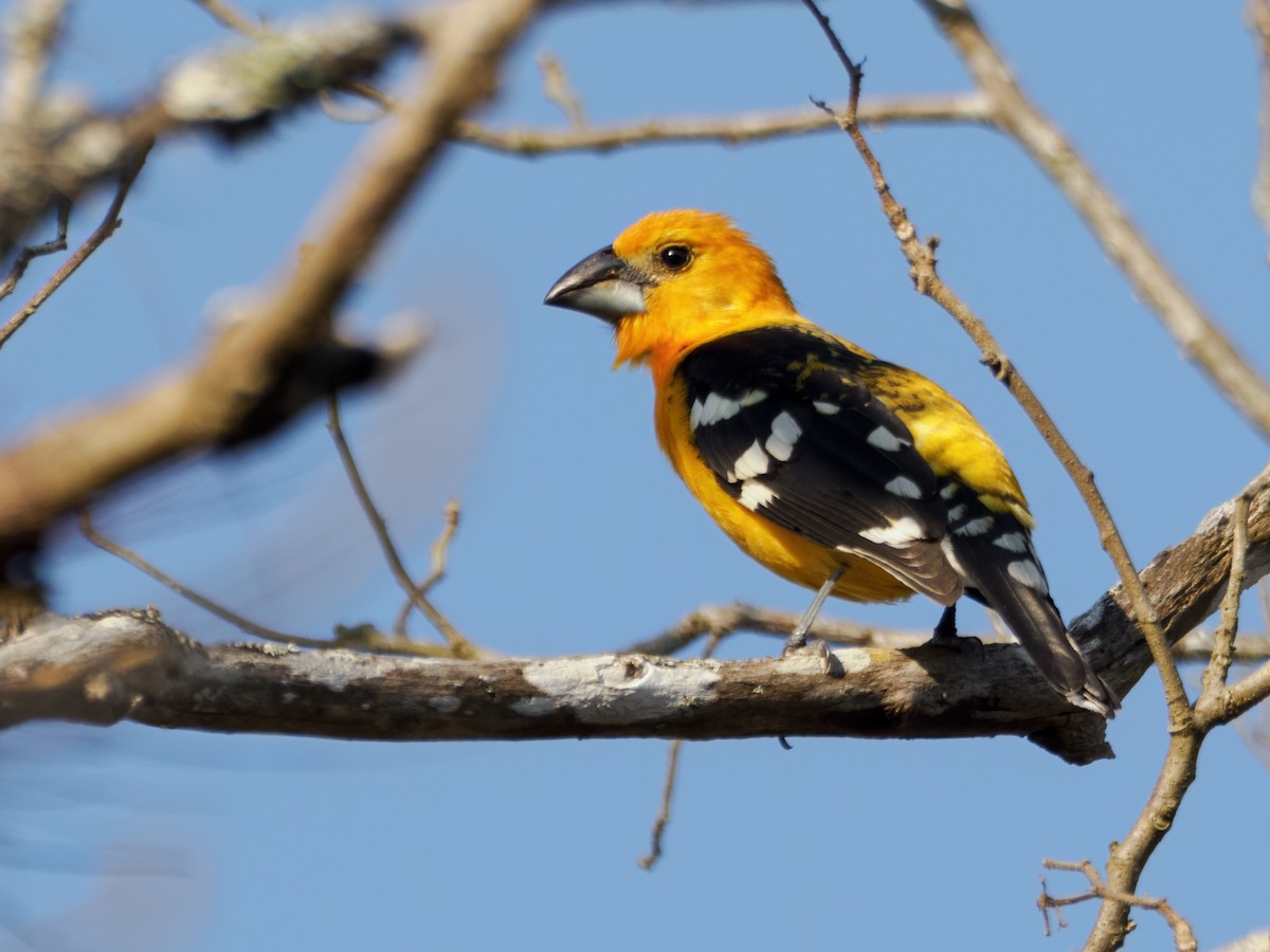 Yellow Grosbeak (Guatemalan) - ML637379293