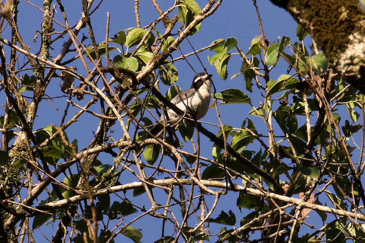 Gray-green Bushshrike - ML637379342