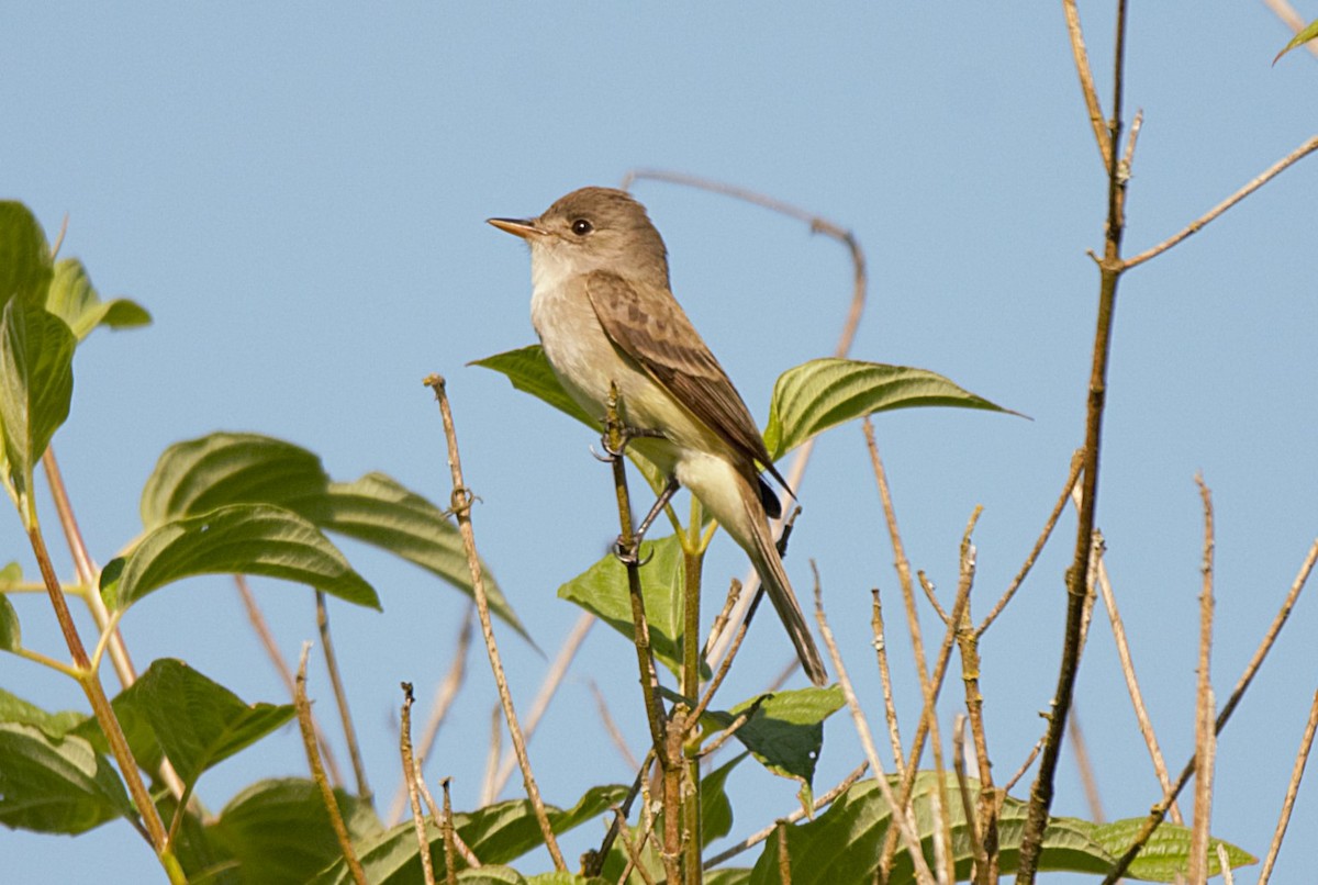 Willow Flycatcher - ML637379347
