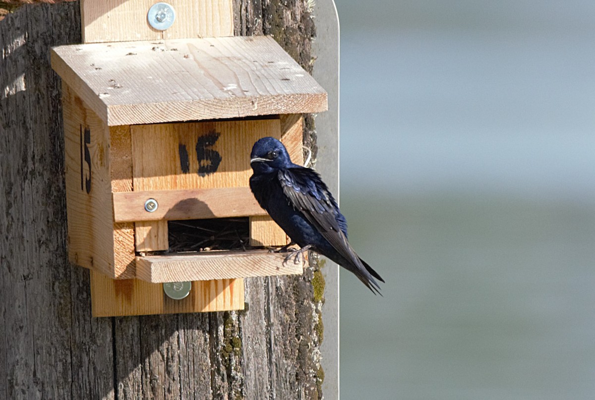 Purple Martin - ML637379360