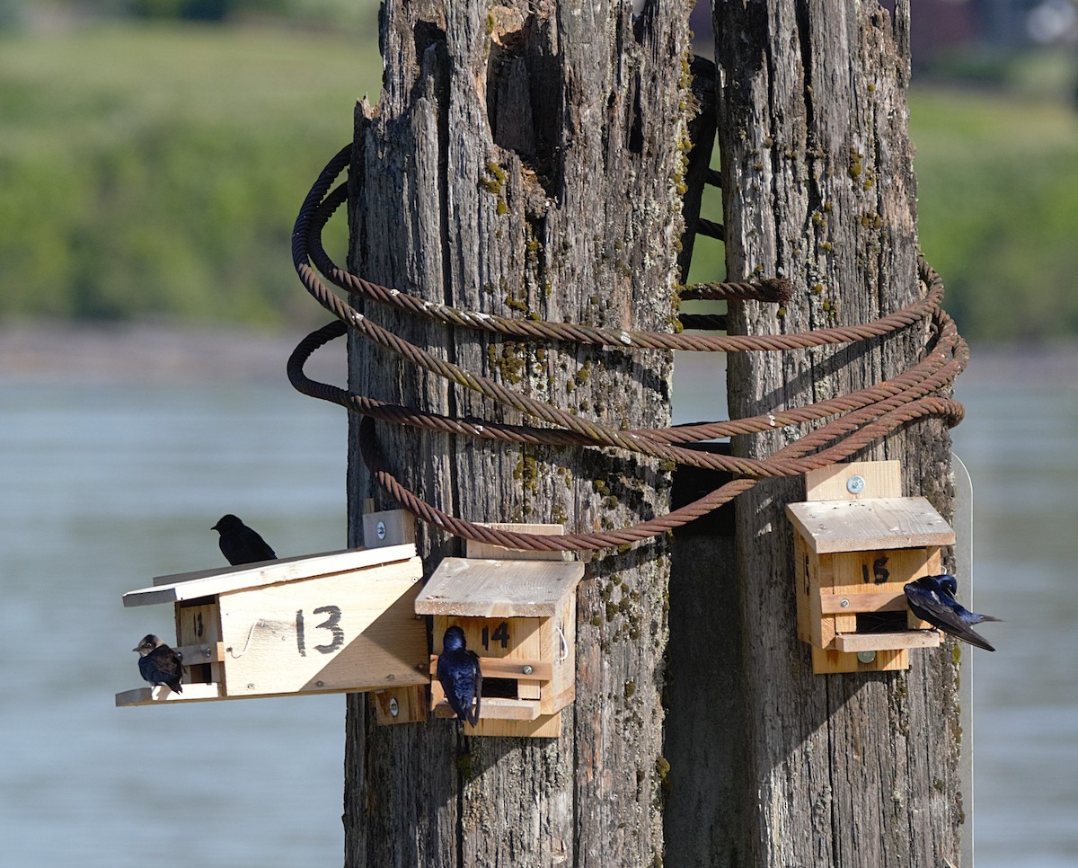 Purple Martin - ML637379372
