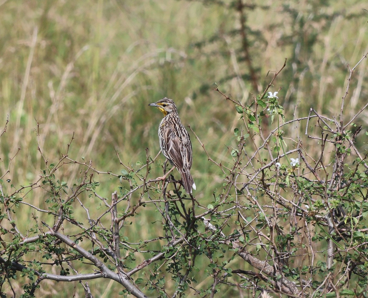 Pangani Longclaw - ML637379410