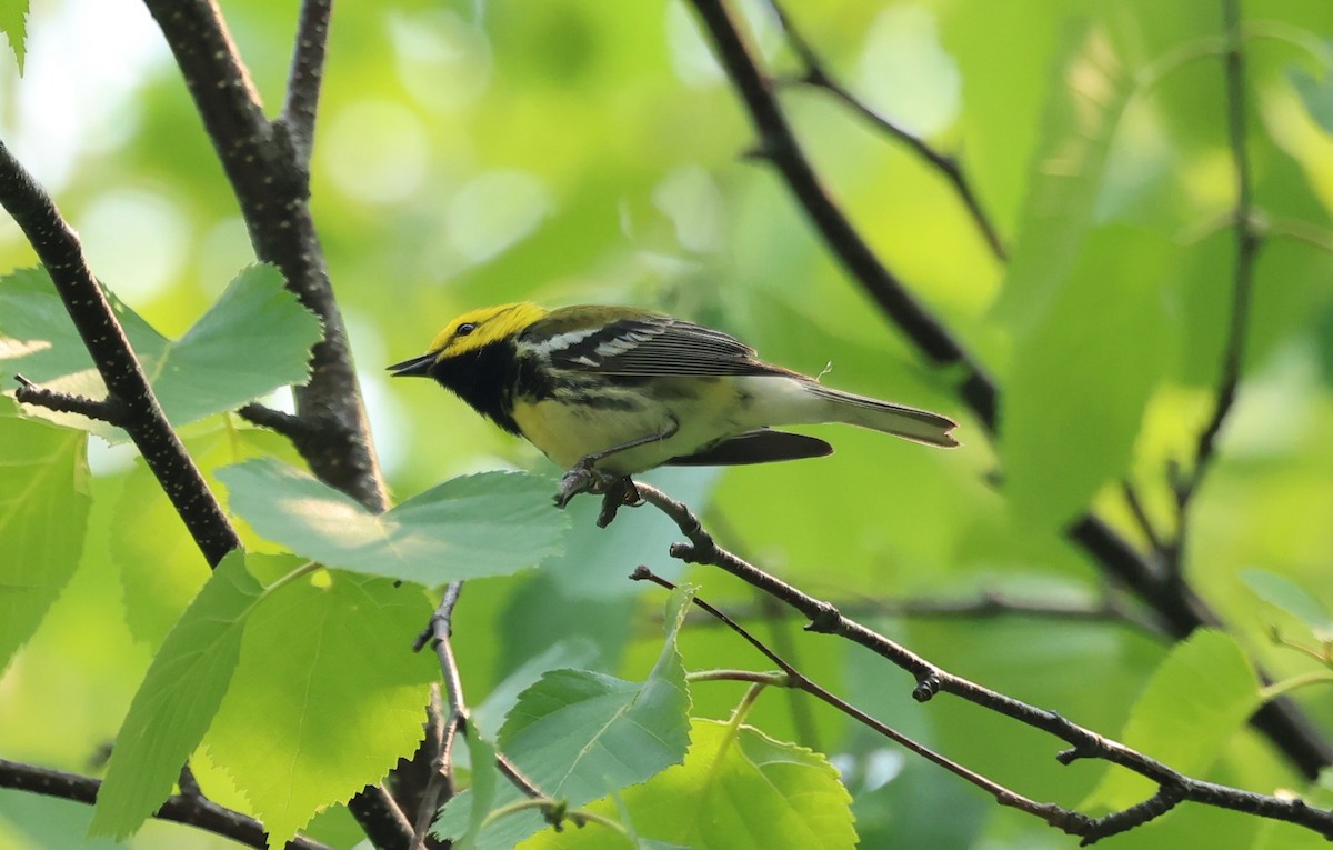 Black-throated Green Warbler - ML637379424