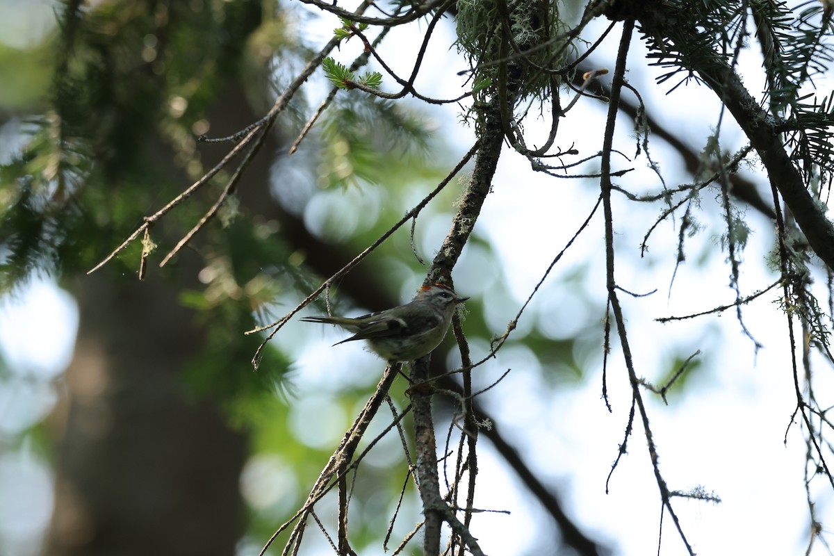 Golden-crowned Kinglet - ML637379443
