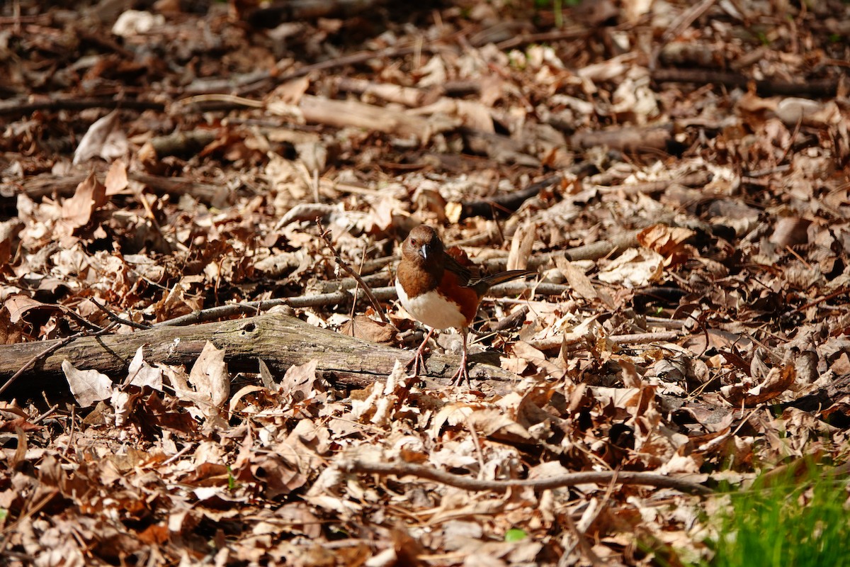 Eastern Towhee - ML637379467