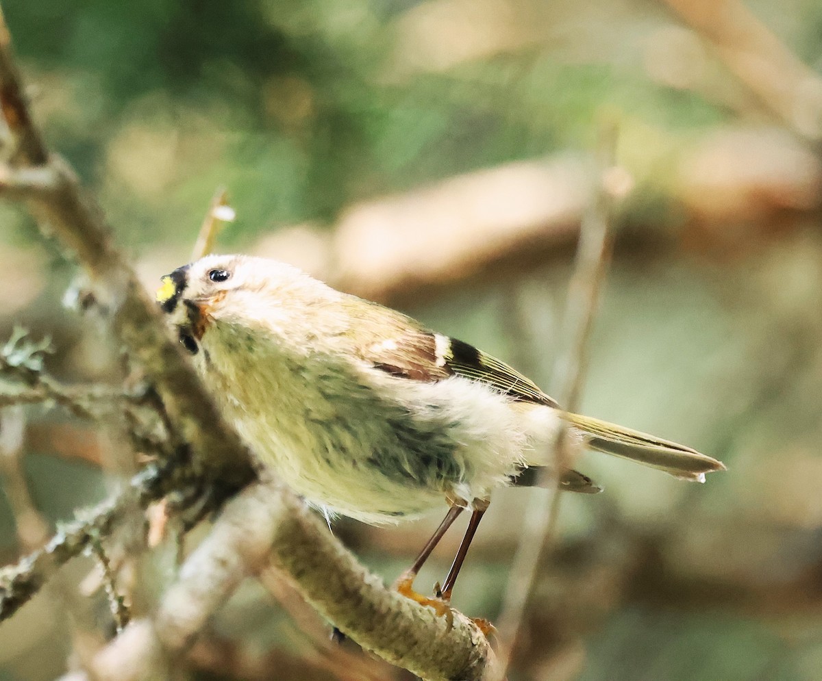 Golden-crowned Kinglet - ML637379471