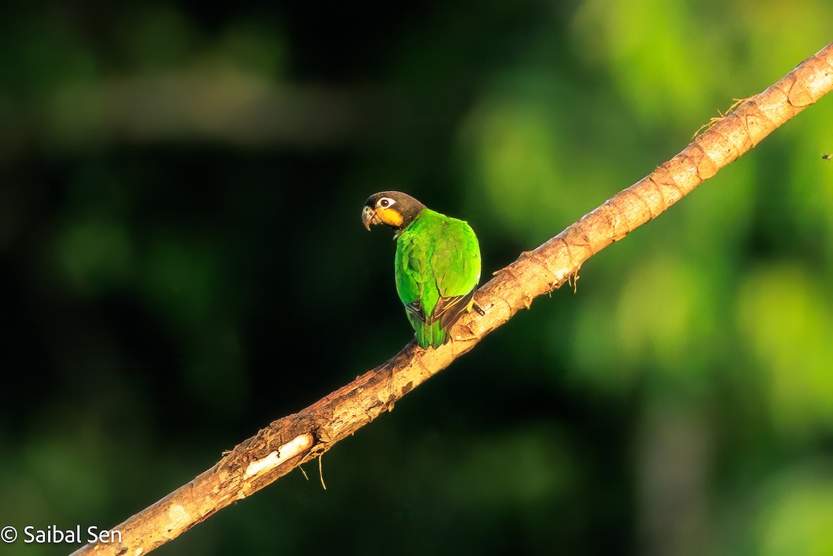 Orange-cheeked Parrot - ML637379489