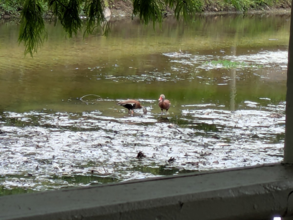 Black-bellied Whistling-Duck - ML637379518