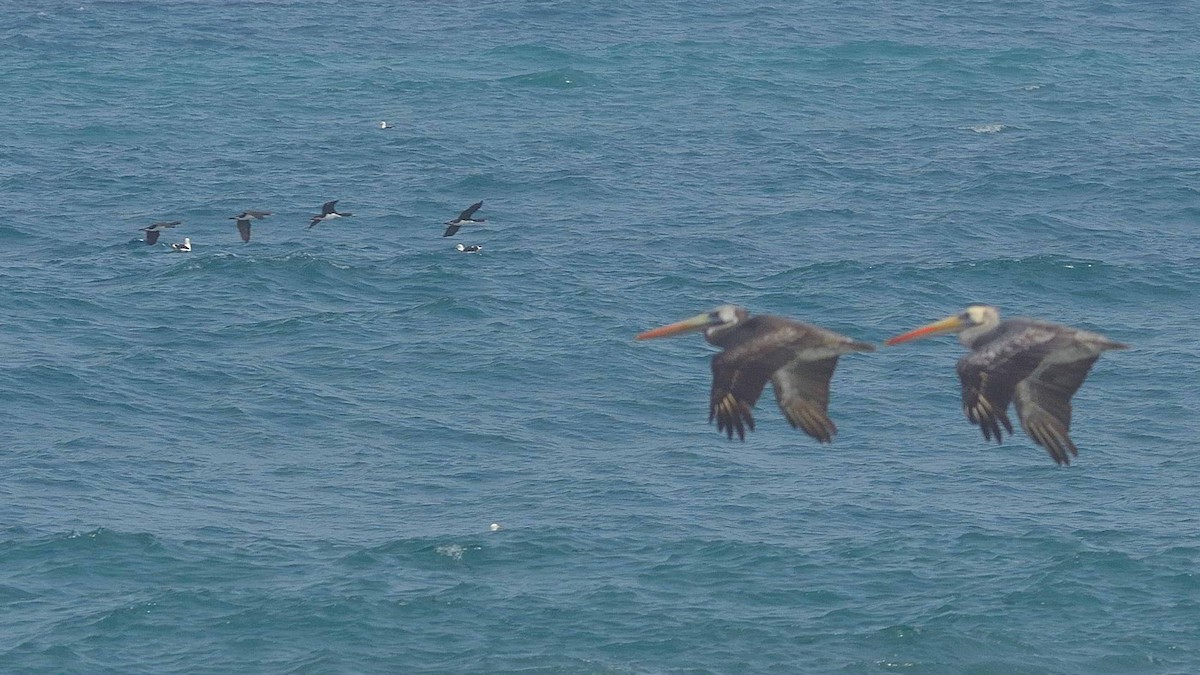 Guanay Cormorant - ML637379526