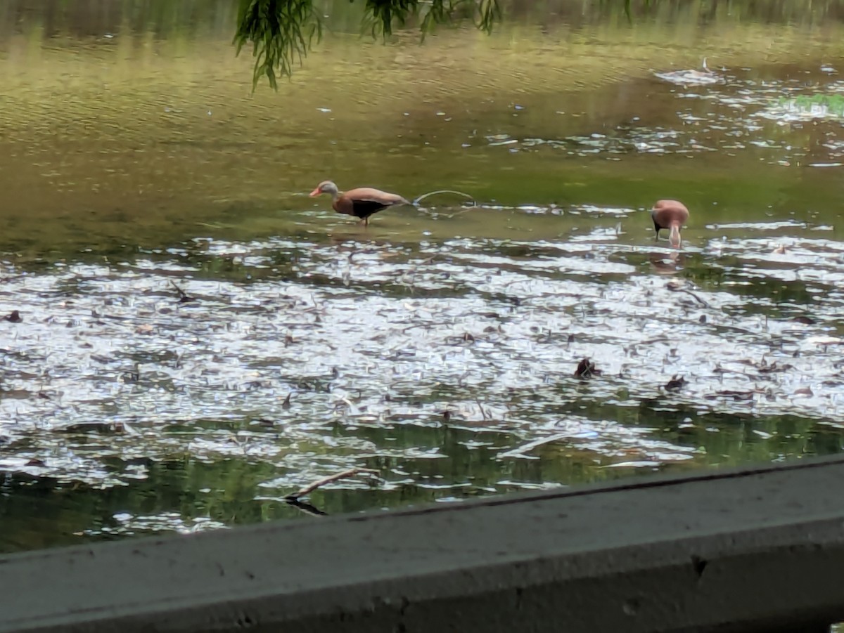 Black-bellied Whistling-Duck - ML637379527