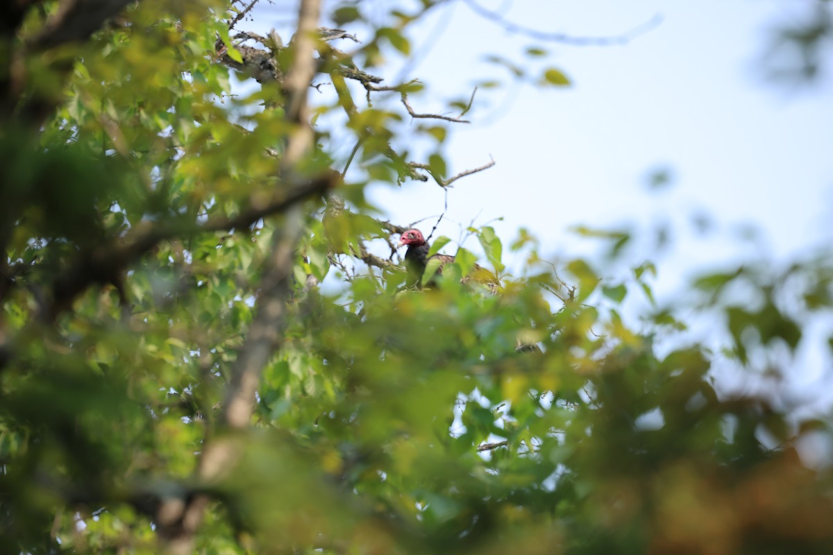 Turkey Vulture - ML637379543