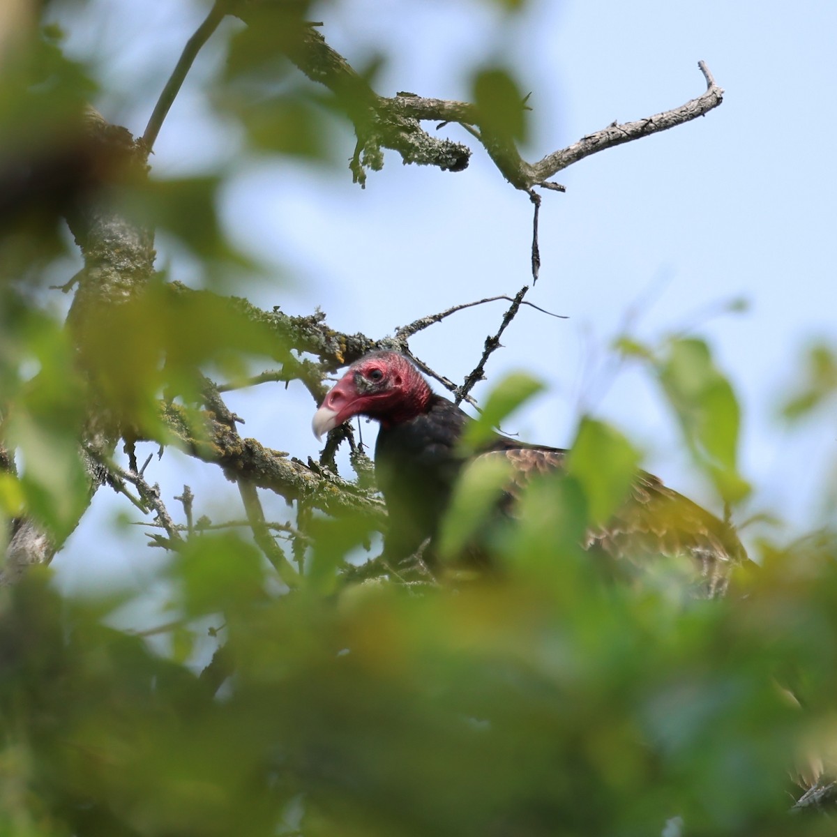 Turkey Vulture - ML637379545