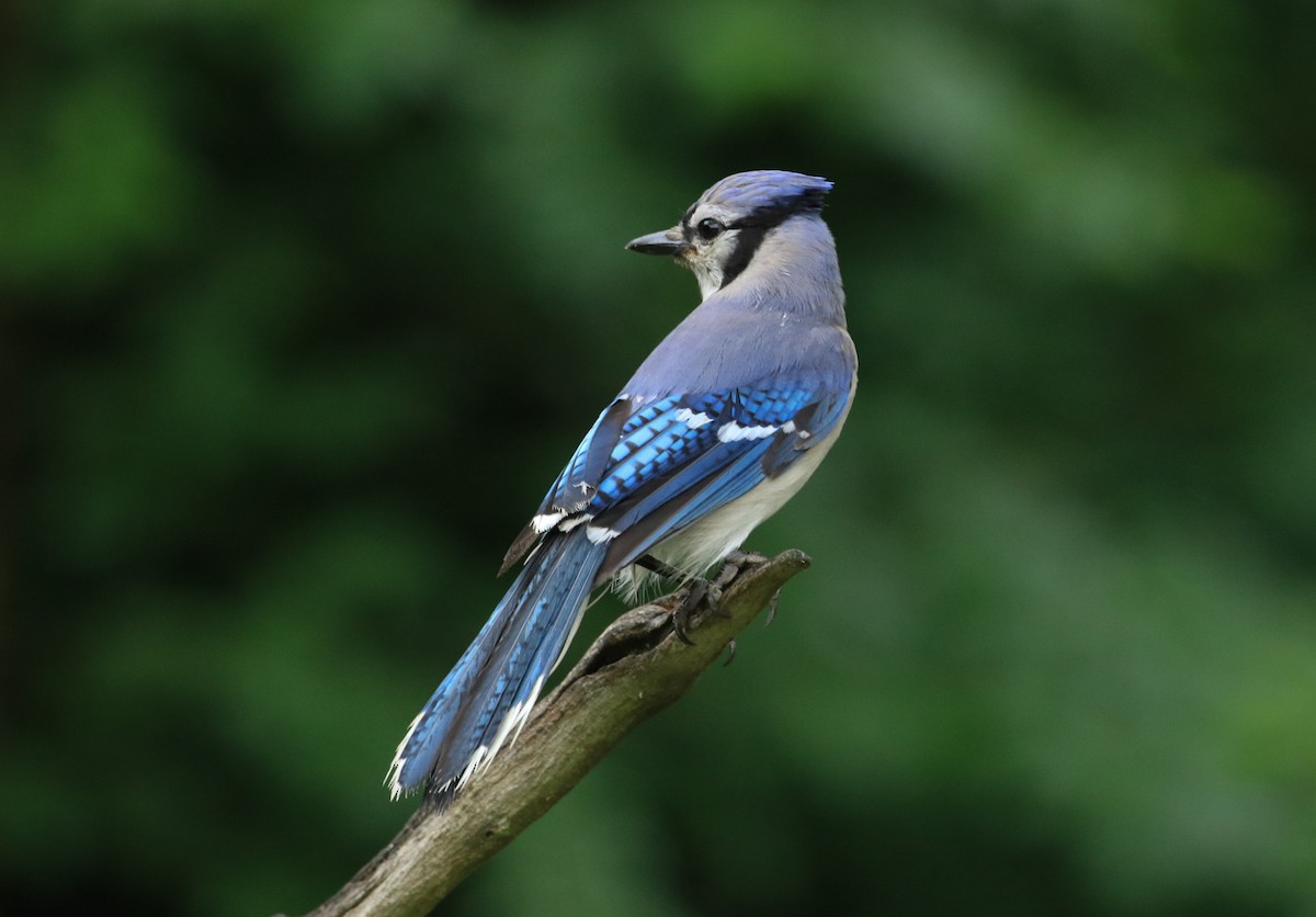 Blue Jay - ML637379551