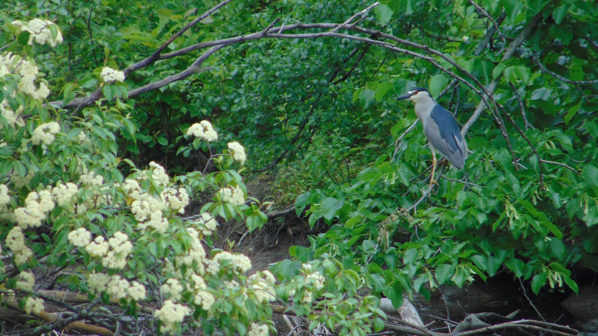 Black-crowned Night Heron - ML637379686