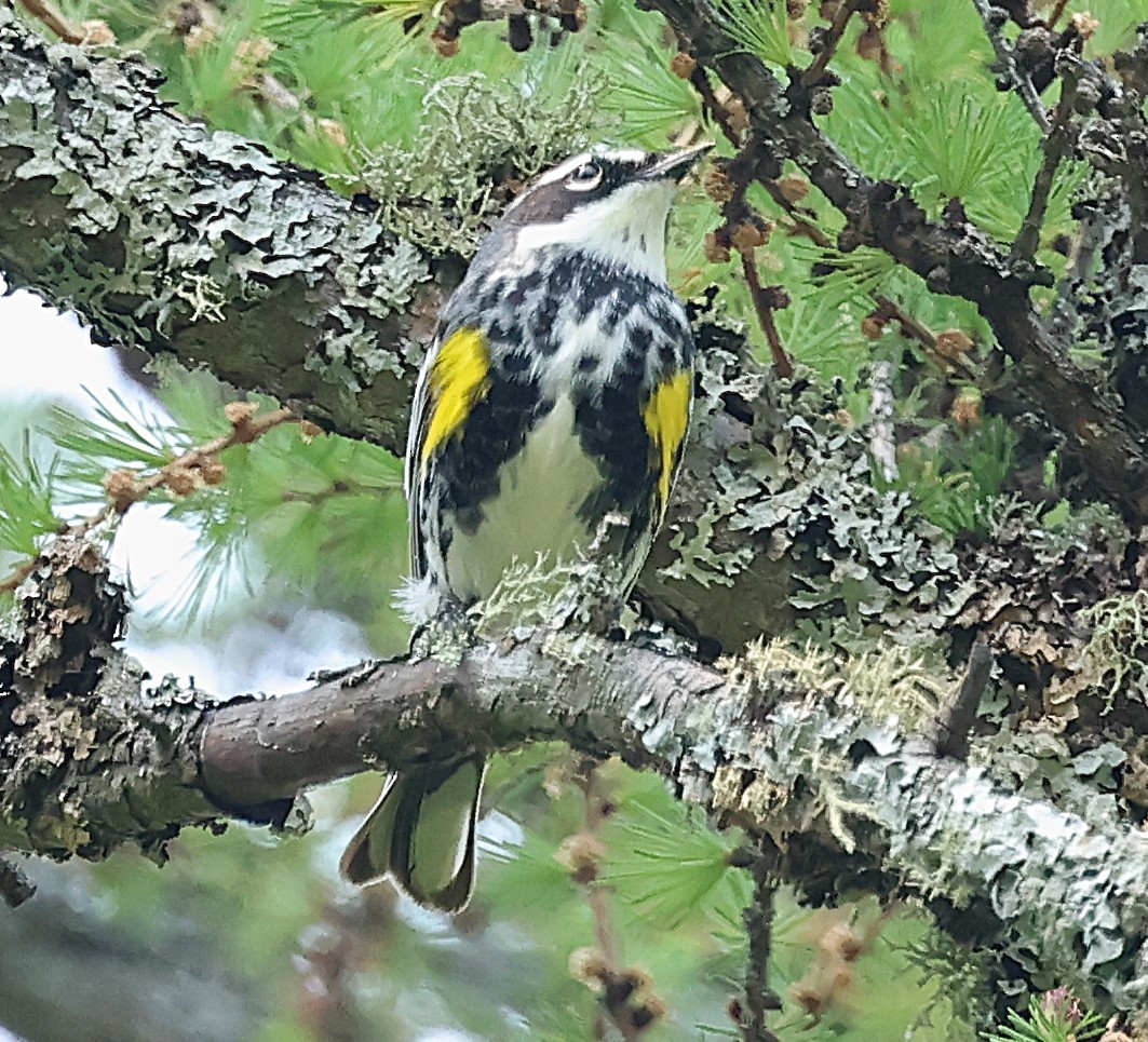 Yellow-rumped Warbler (Myrtle) - ML637379706