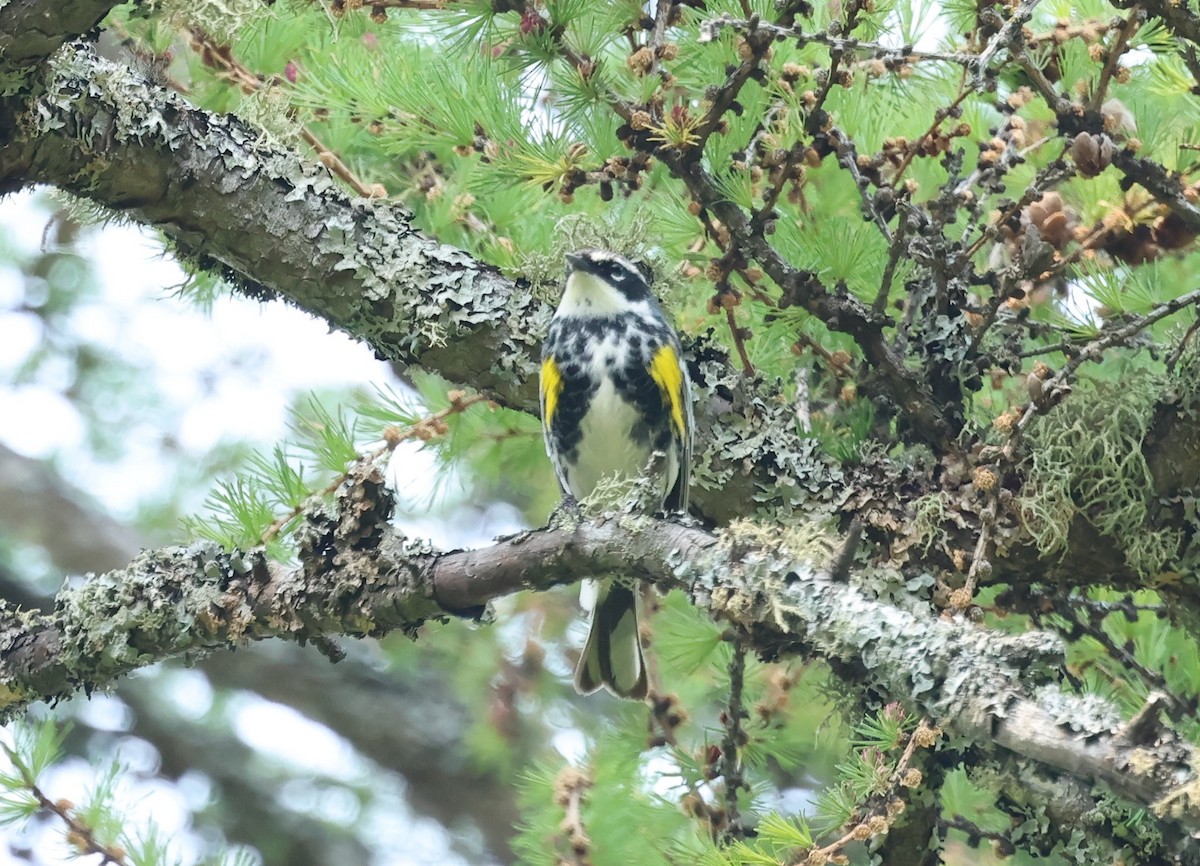 Yellow-rumped Warbler (Myrtle) - ML637379708