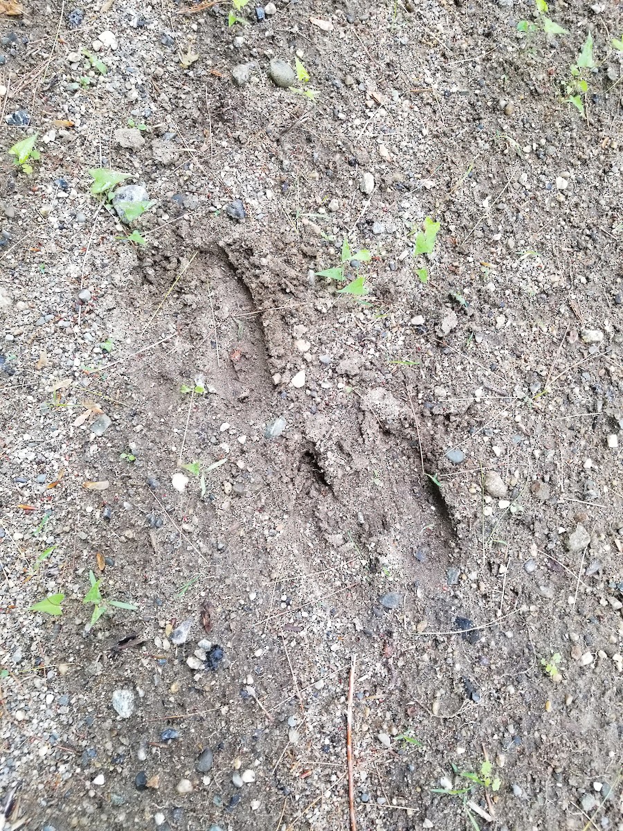 Animals - ML637379830