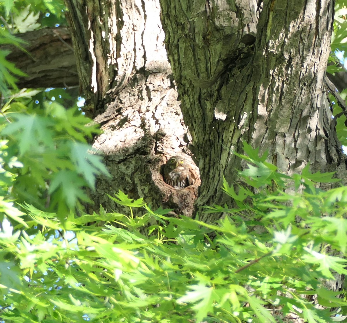 Northern Pygmy-Owl - ML637379866
