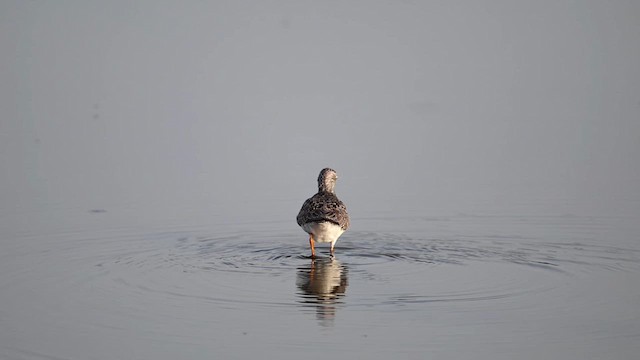 Greater Yellowlegs - ML637379883