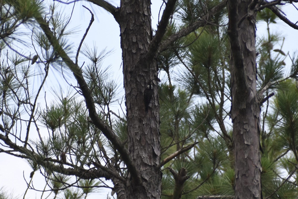 Red-cockaded Woodpecker - ML637379921