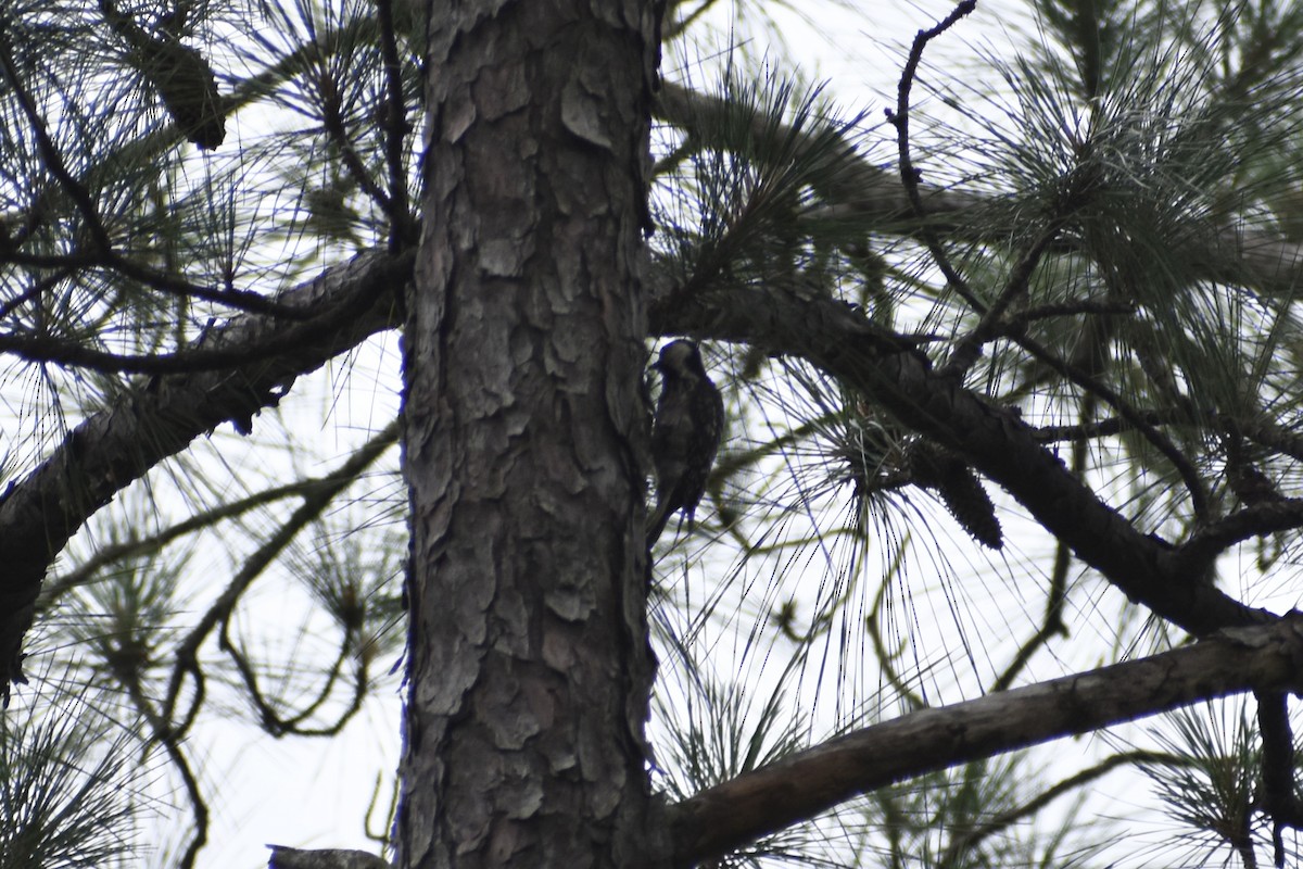 Red-cockaded Woodpecker - ML637379922