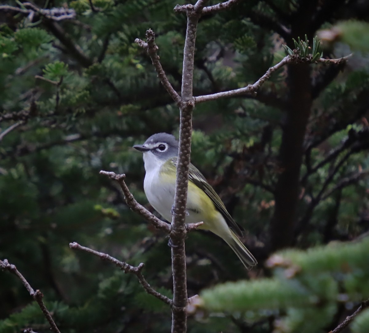 Blue-headed Vireo - ML637379930