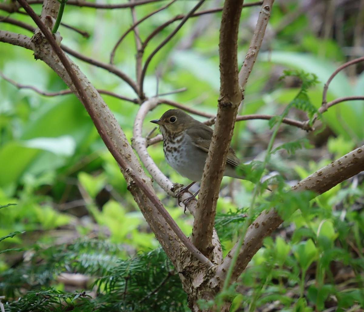 Swainson's Thrush - ML637379938