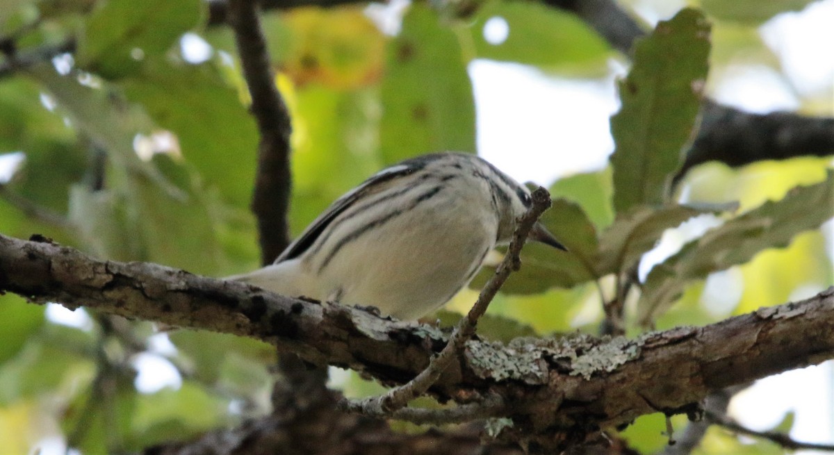 gråparula - ML637379943
