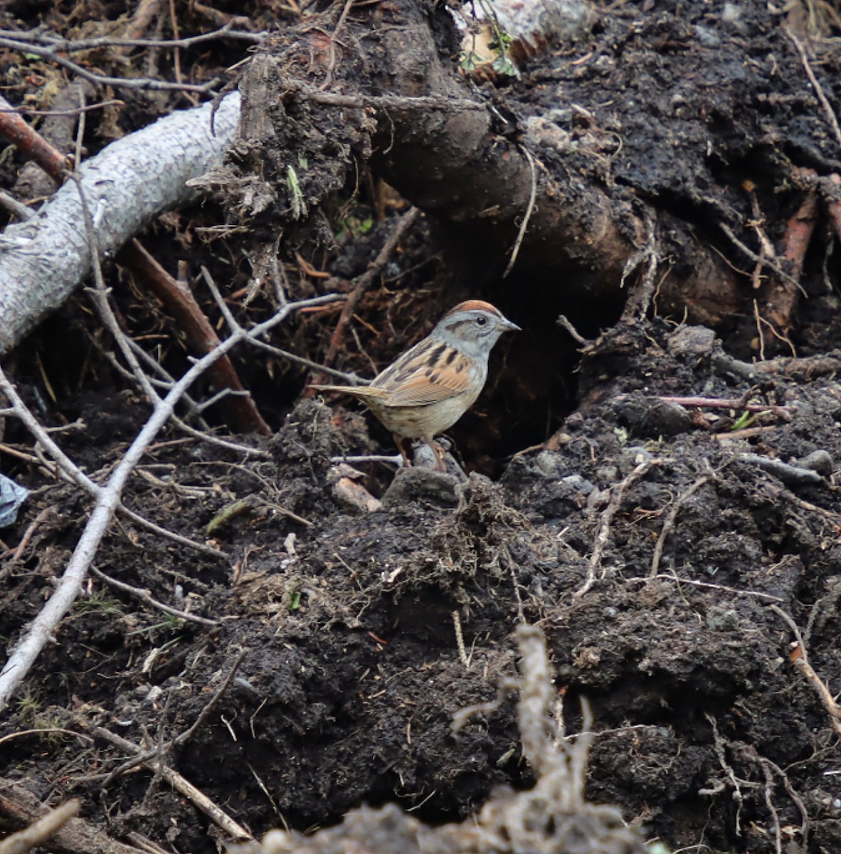 Swamp Sparrow - ML637379963