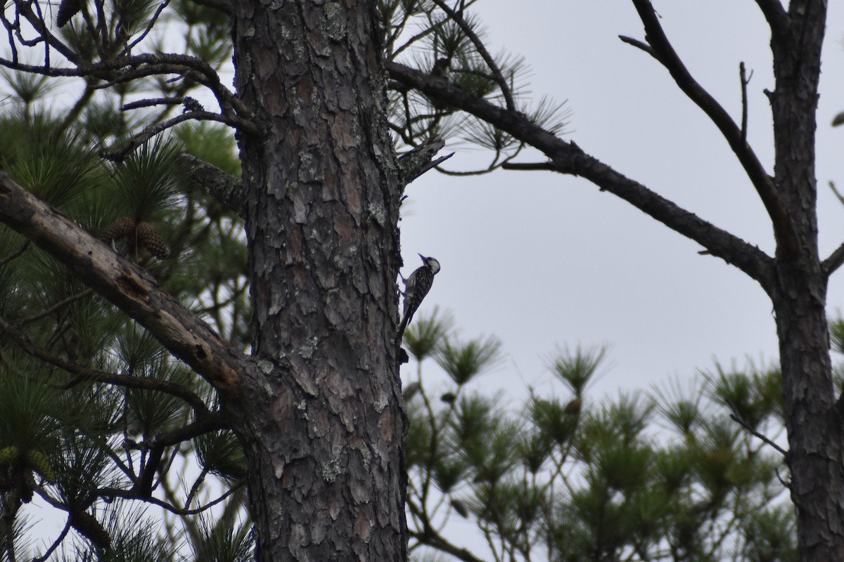 Red-cockaded Woodpecker - ML637379970