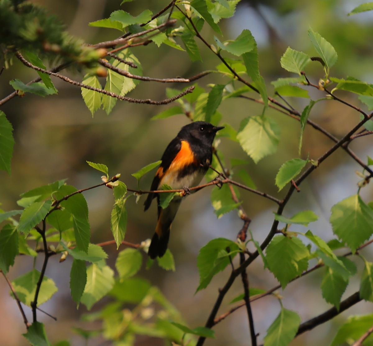 American Redstart - ML637379977
