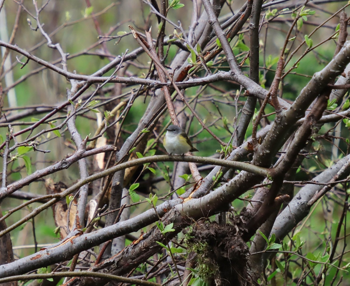 American Redstart - ML637379978