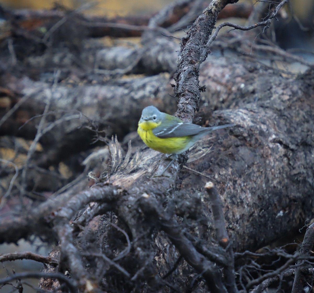 Magnolia Warbler - ML637379990