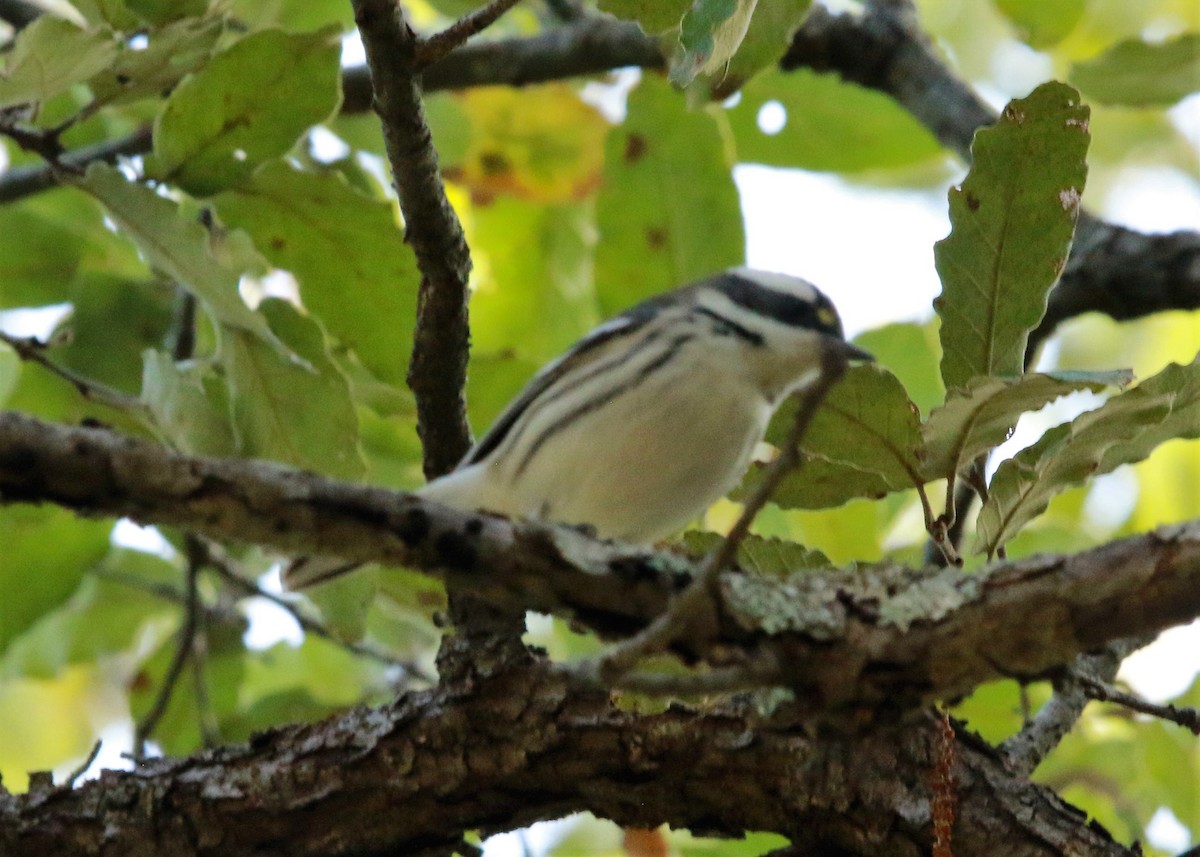 gråparula - ML637379991