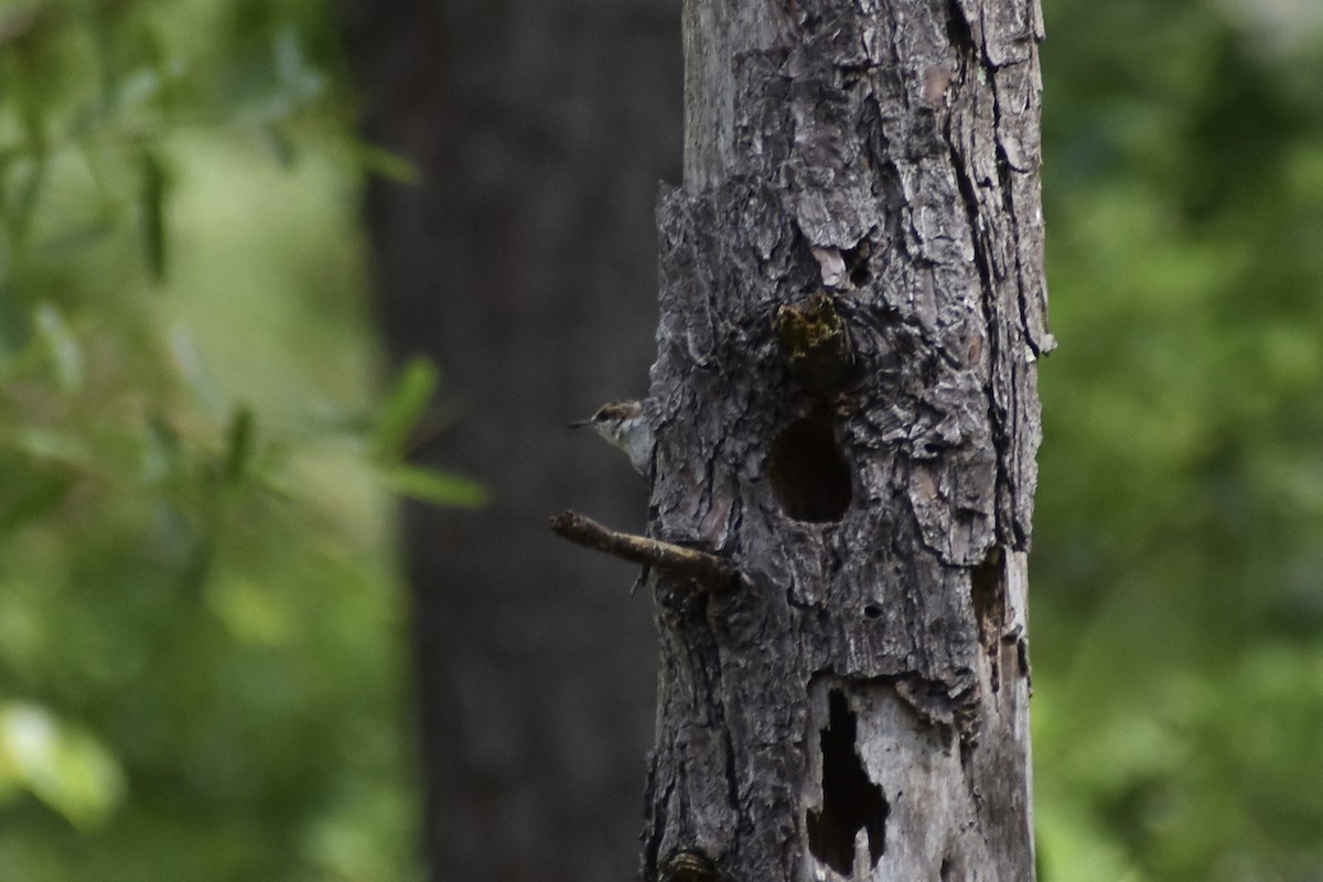 Brown-headed Nuthatch - ML637379999