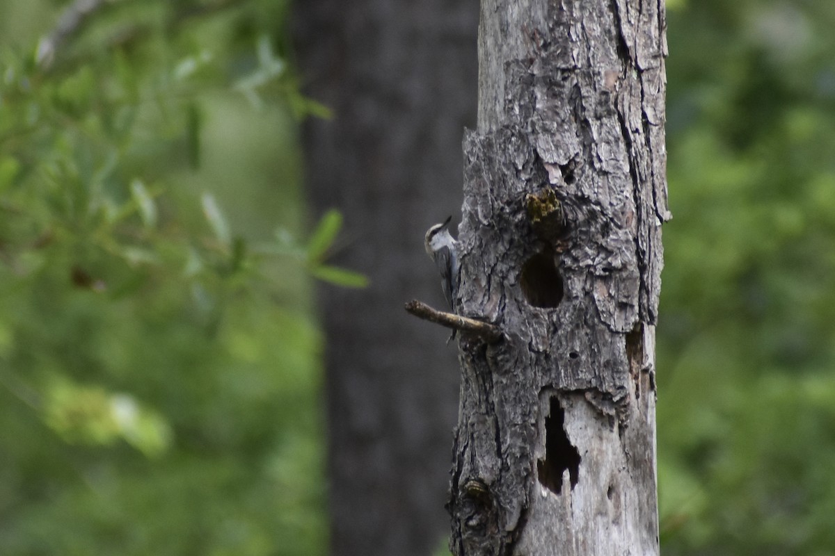 Brown-headed Nuthatch - ML637380000