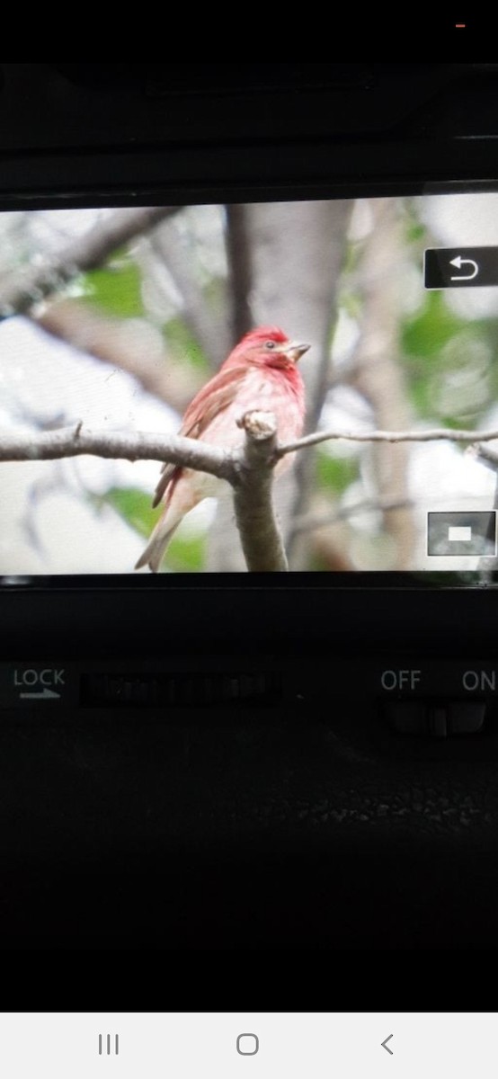Purple Finch - ML637380020