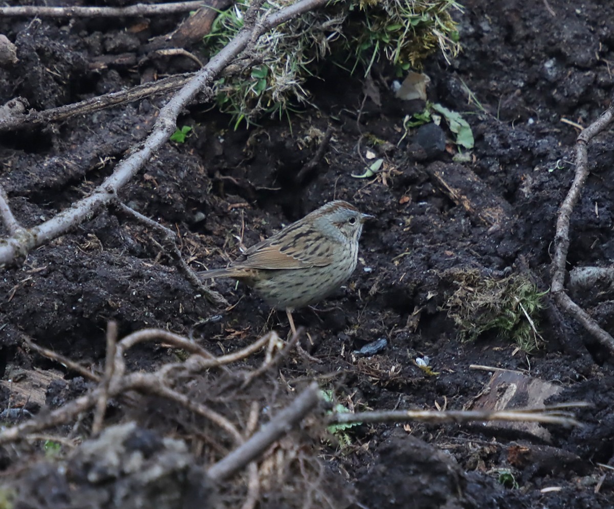 Lincoln's Sparrow - ML637380030