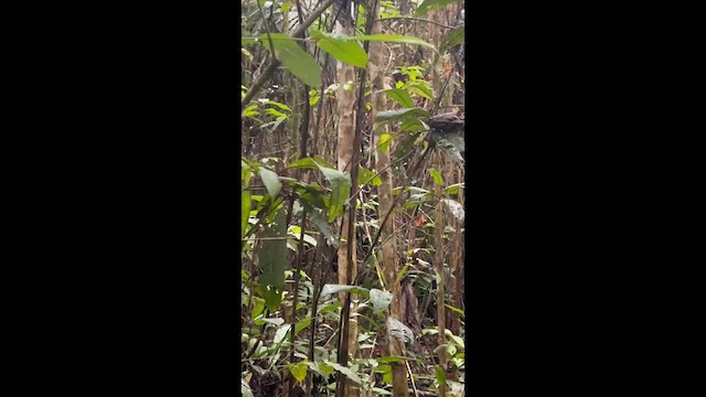 East Amazonian Fire-eye - ML637380057