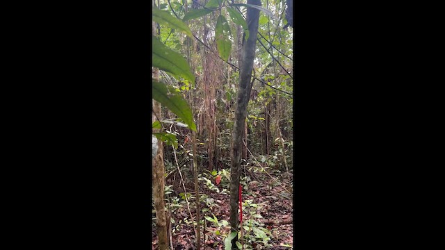 East Amazonian Fire-eye - ML637380058