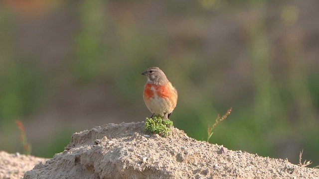 Eurasian Linnet - ML637380106