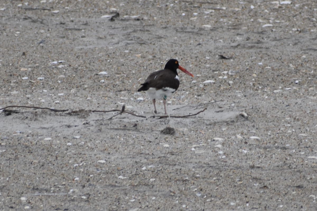 American Oystercatcher - ML637380144