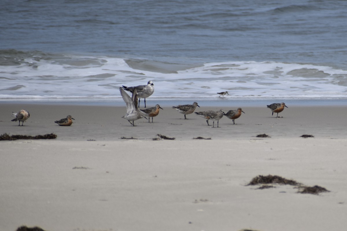 Red Knot - ML637380152