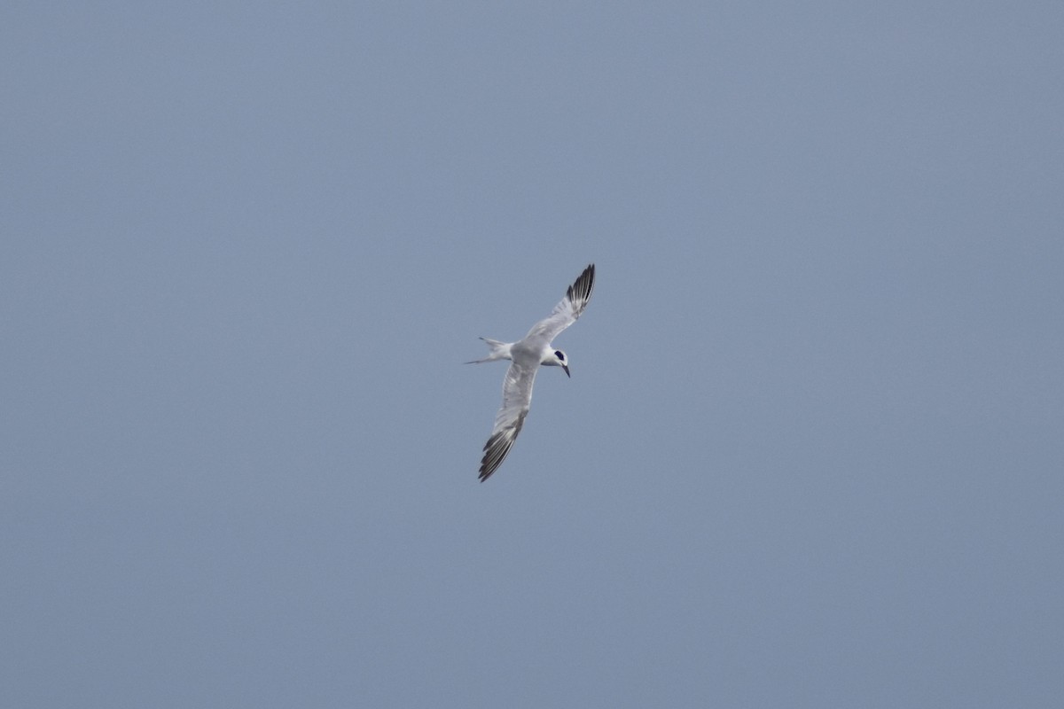 Forster's Tern - ML637380160