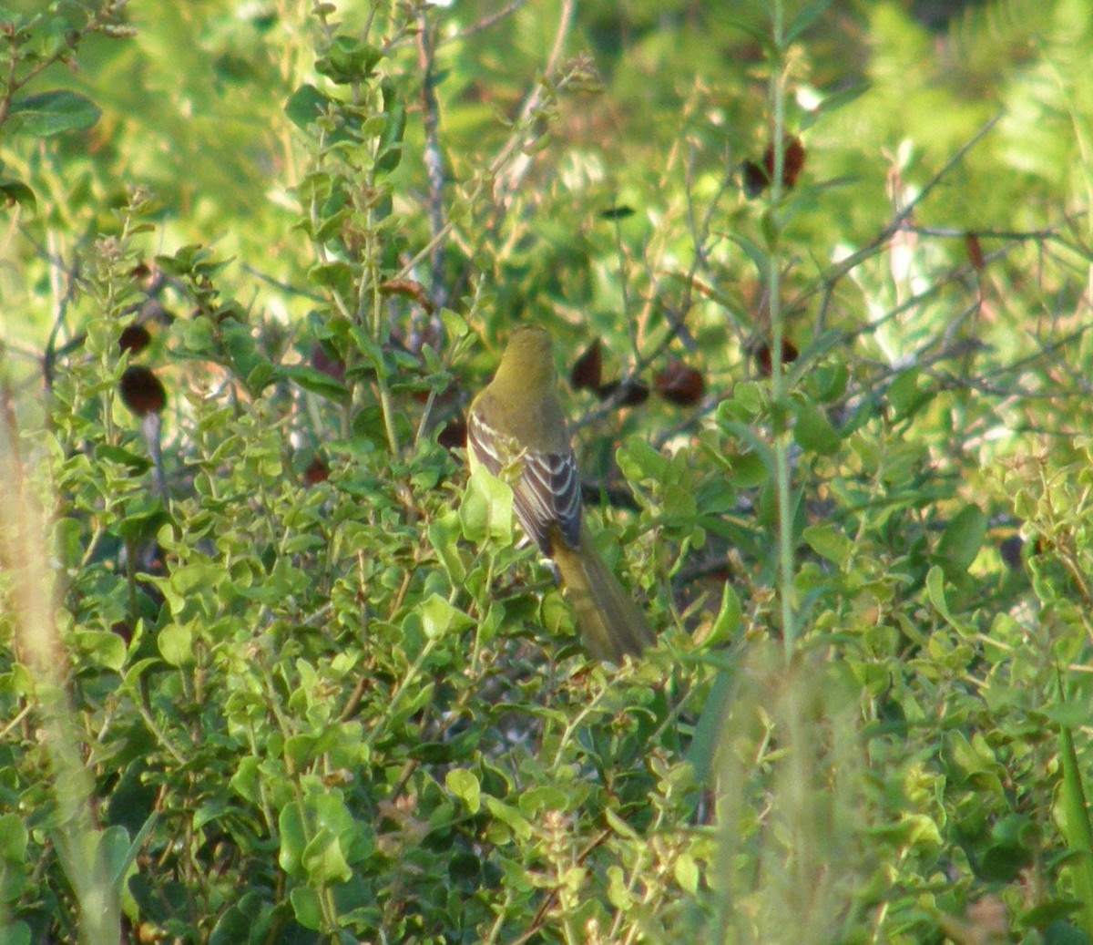 Orchard Oriole - ML637380253