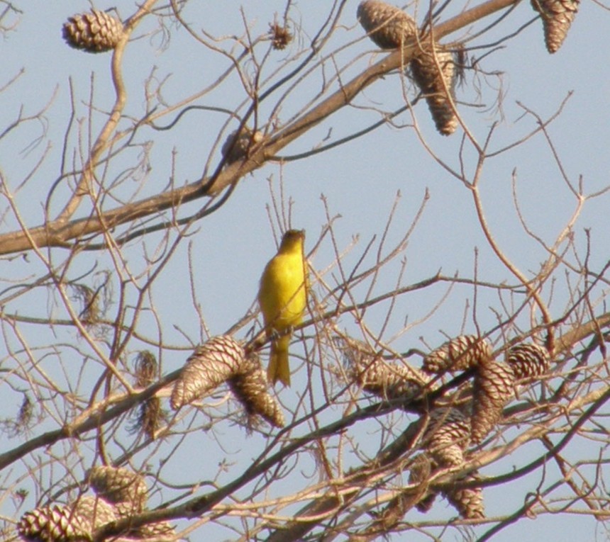 Orchard Oriole - ML637380303