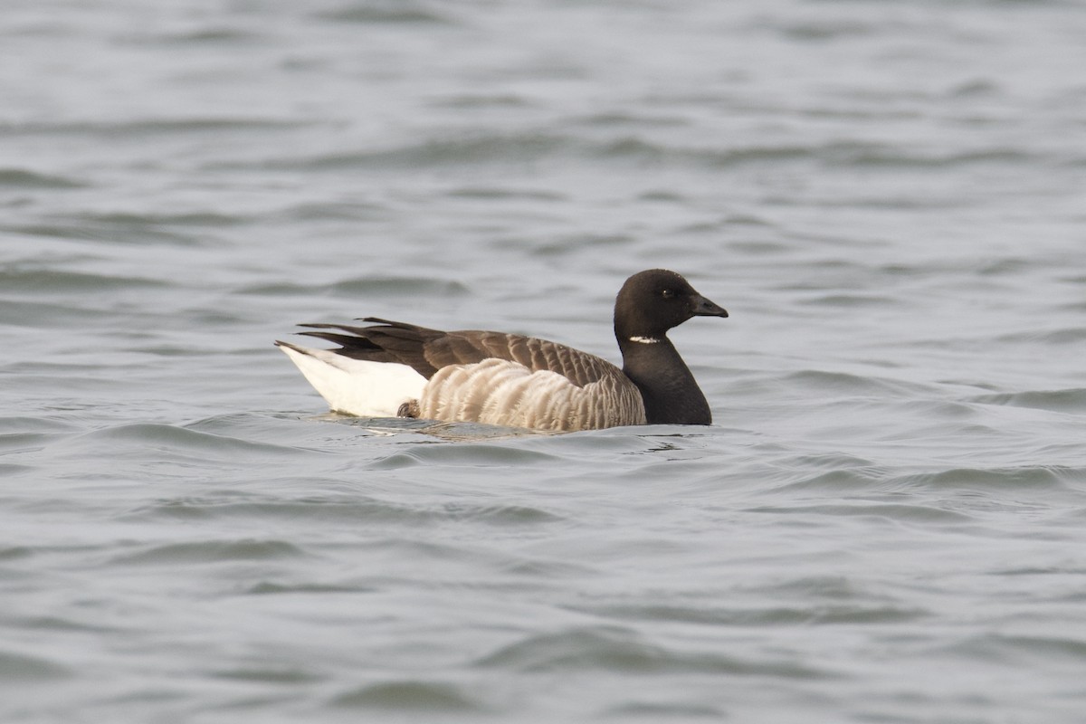 Brant (Atlantic) - ML637380410