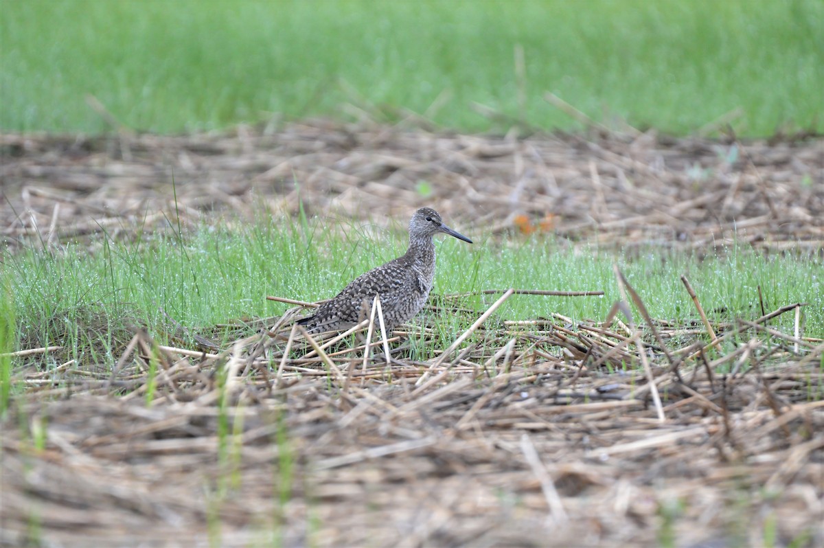 Willet - ML637380424