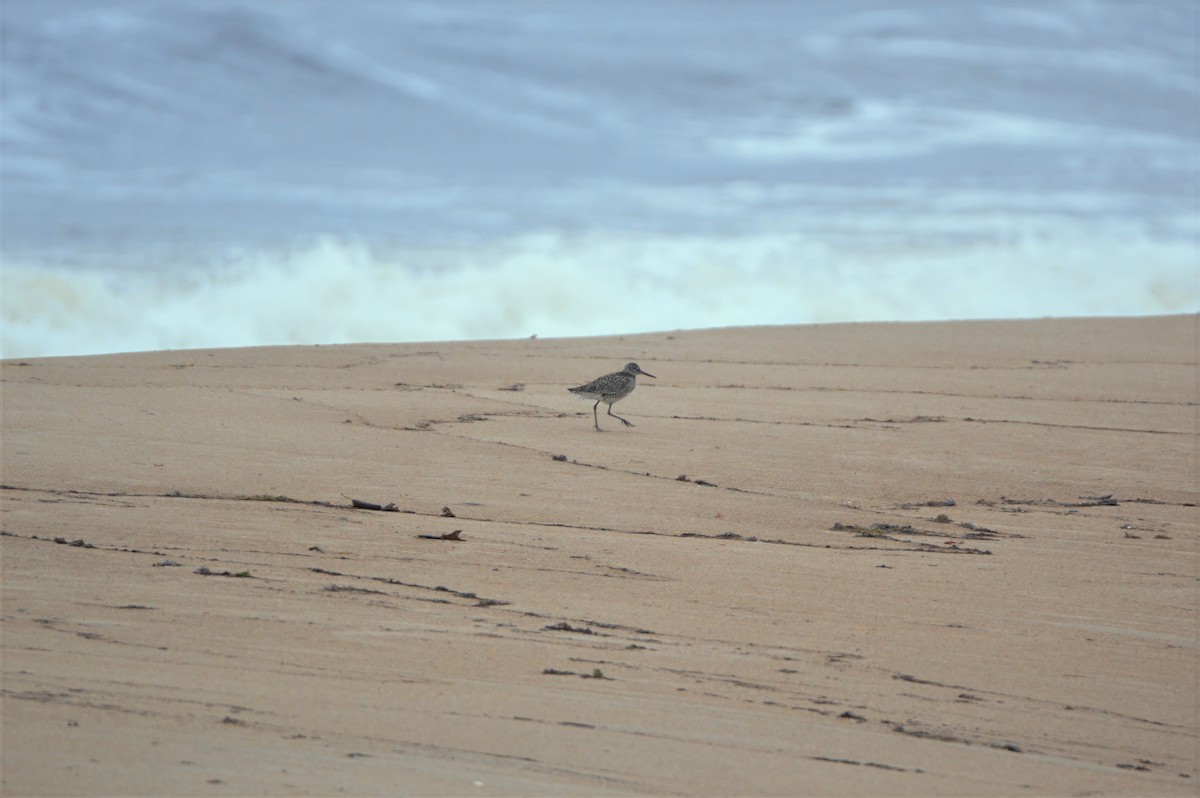 Willet - ML637380429