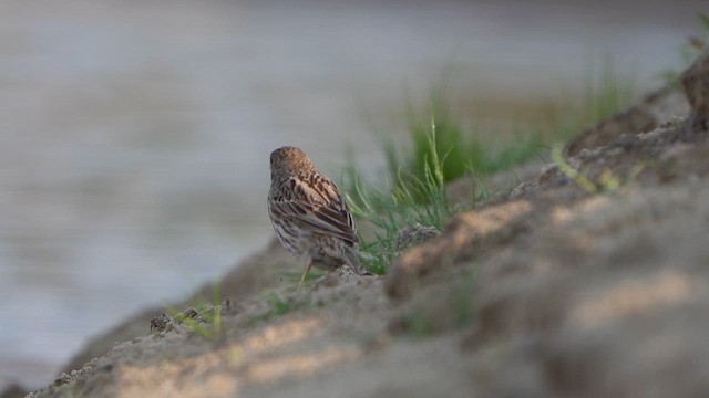 Corn Bunting - ML637380433